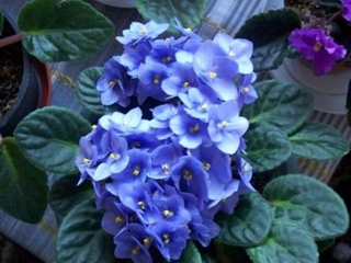 Mavi Menekşe Türleri ve Özellikleri