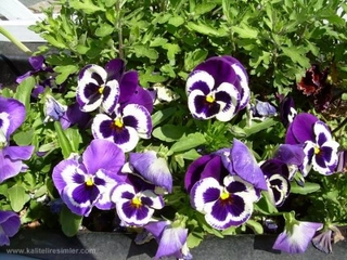 Menekşe Çiçeği Çeşitleri Nelerdir?