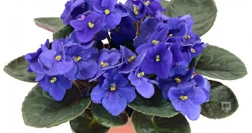 Menekşe Nasıl Yetiştirilir?